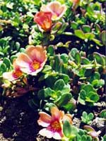 Agriturismo Le Pantane