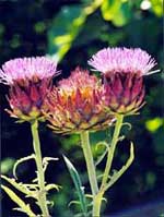 Agriturismo Le Pantane