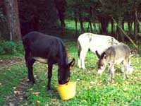 Agriturismo Le Pantane